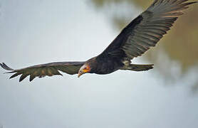 Lesser Yellow-headed Vulture