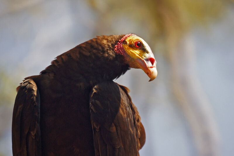 Lesser Yellow-headed Vulture