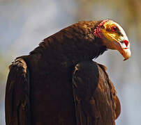 Lesser Yellow-headed Vulture