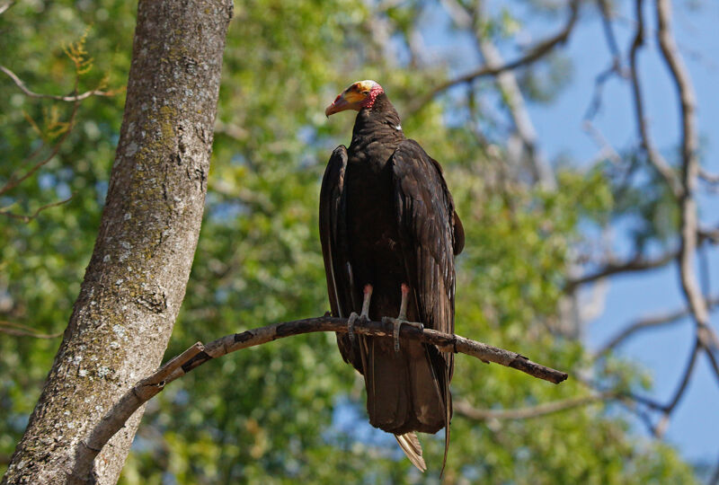 Lesser Yellow-headed Vulture