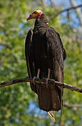 Lesser Yellow-headed Vulture