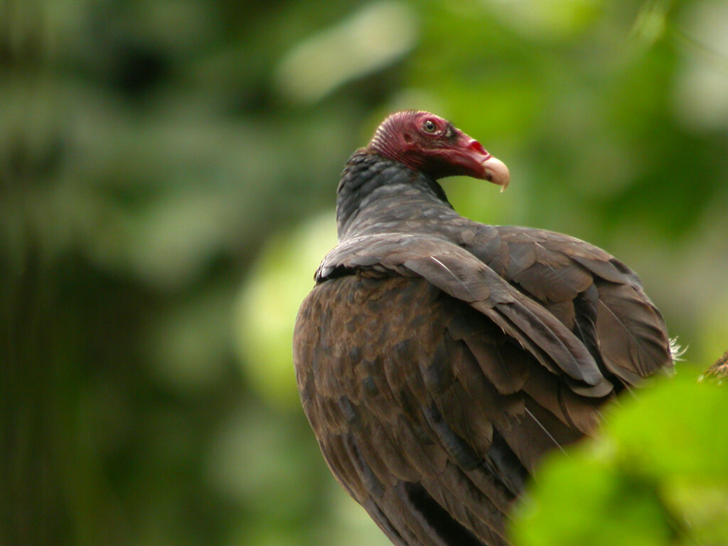 Turkey Vulture