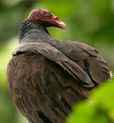 Turkey Vulture