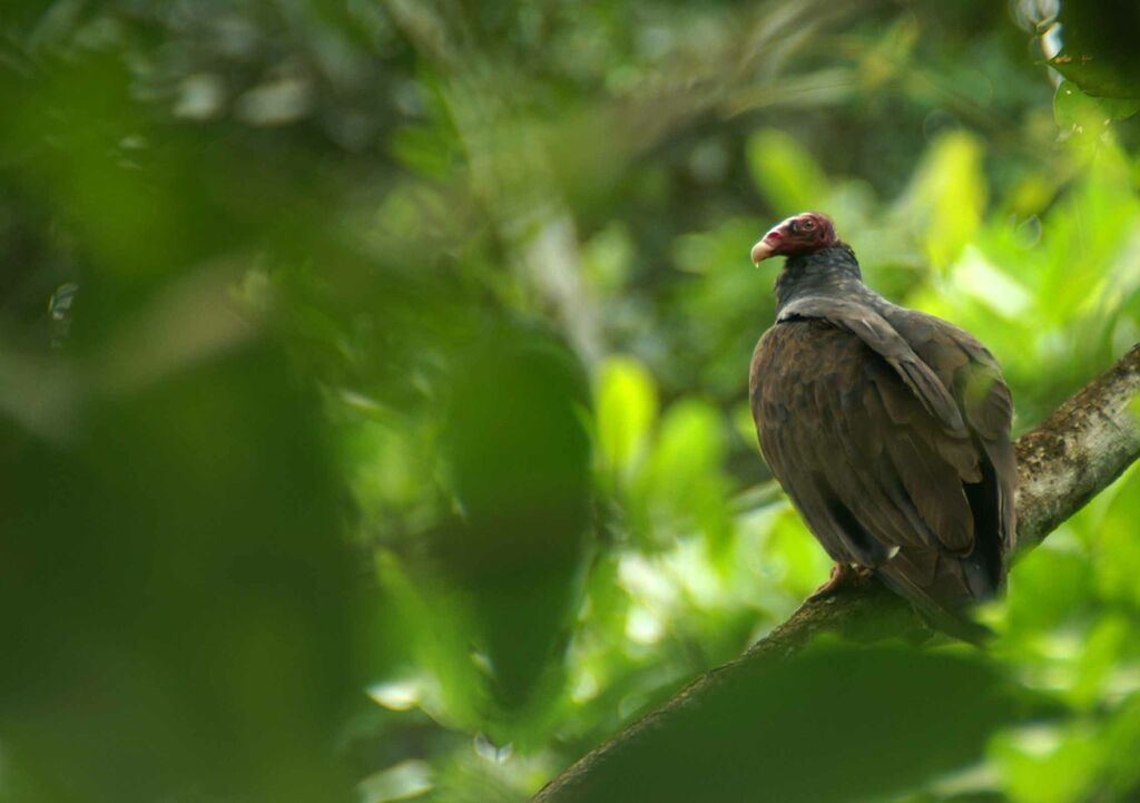 Urubu à tête rouge