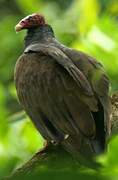 Turkey Vulture