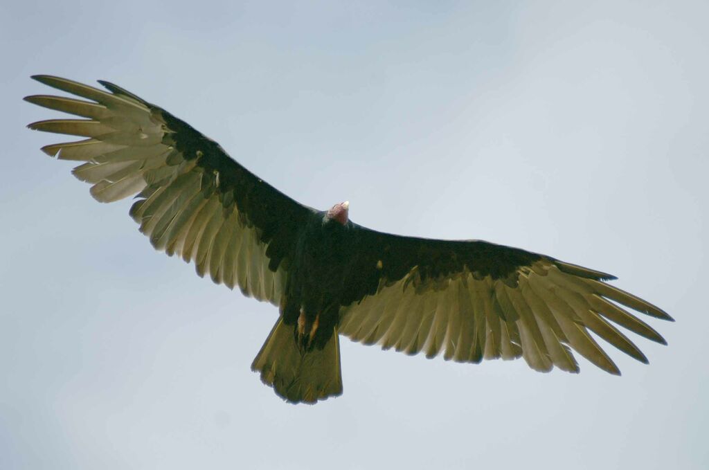 Turkey Vulture