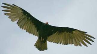 Turkey Vulture