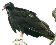 Turkey Vulture