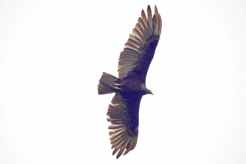 Turkey Vulture