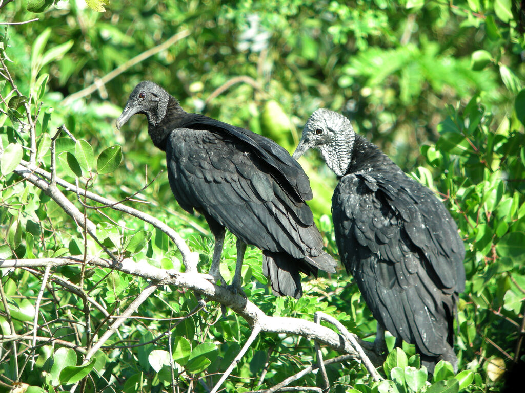 Urubu noir