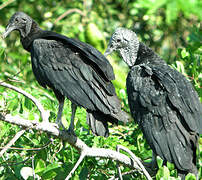 Black Vulture