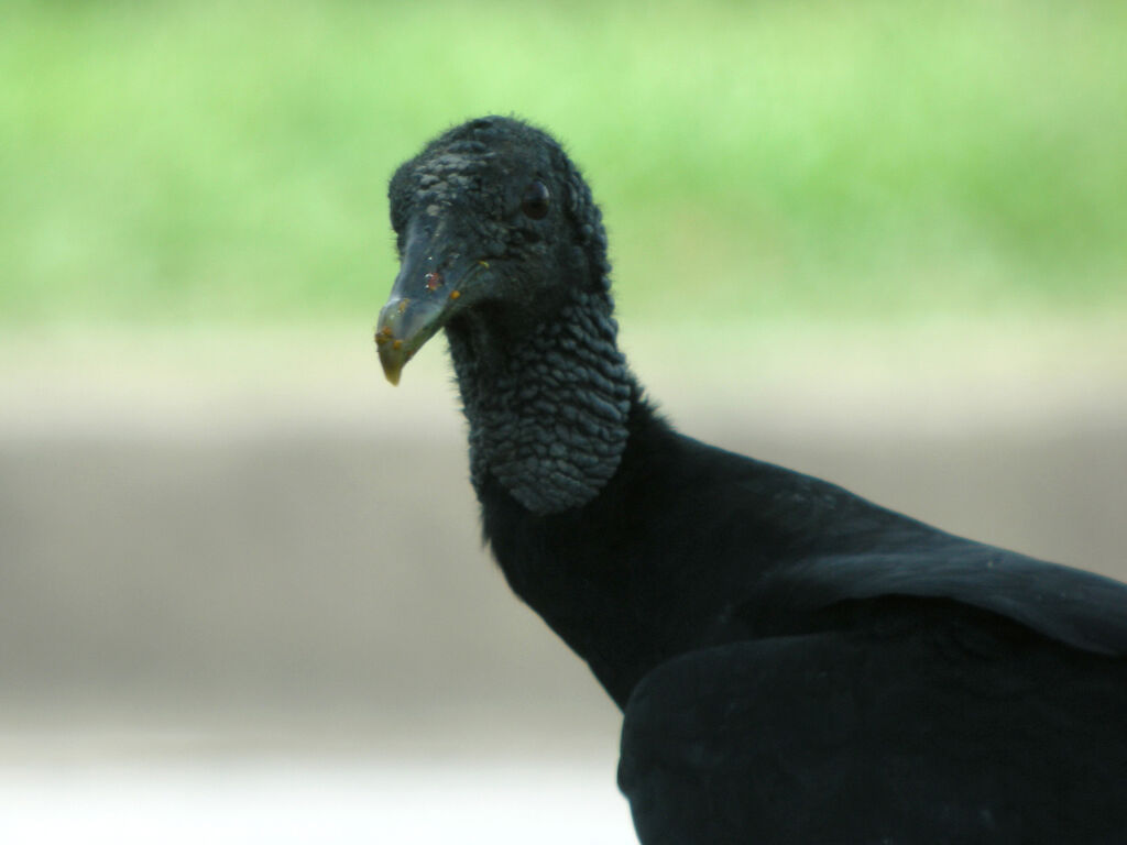 Black Vulture