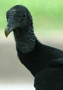 Black Vulture