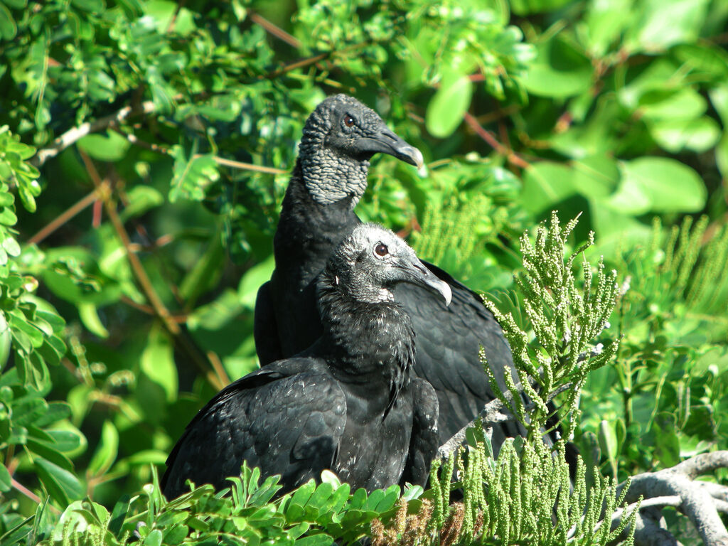 Black Vulture