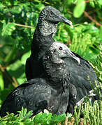 Black Vulture