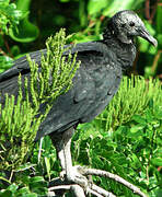 Black Vulture