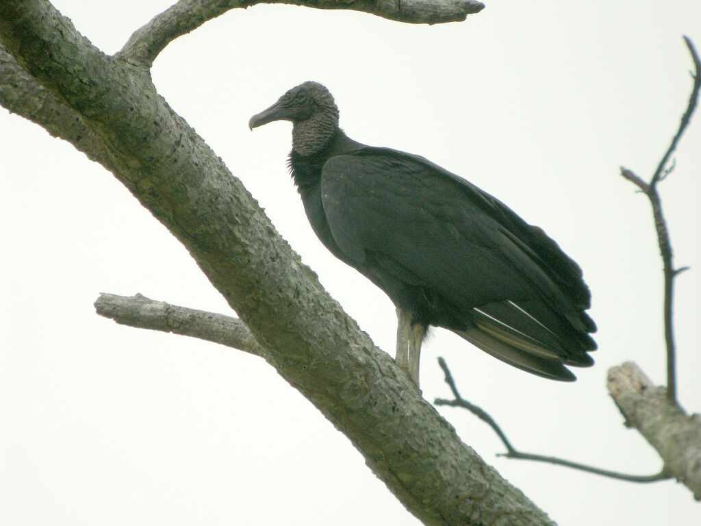 Black Vulture