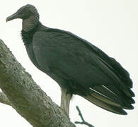 Black Vulture