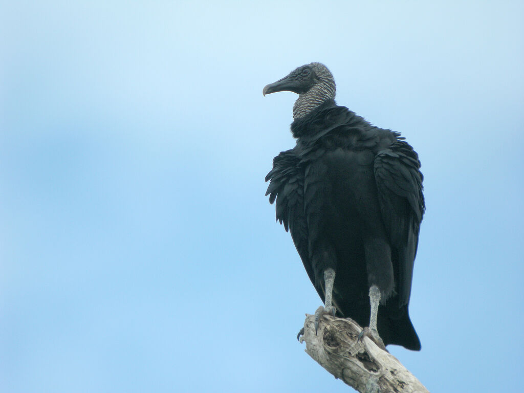 Black Vulture