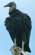 Black Vulture