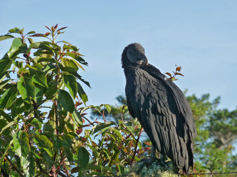 Black Vulture