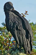 Black Vulture