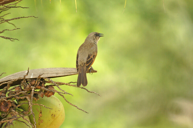 Greyish Baywing