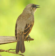 Greyish Baywing