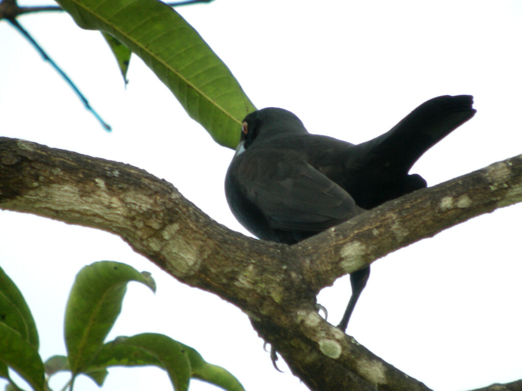 Giant Cowbird