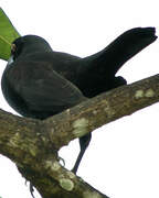 Giant Cowbird