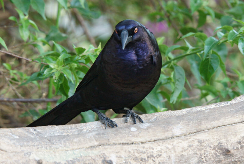 Giant Cowbird