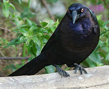 Giant Cowbird