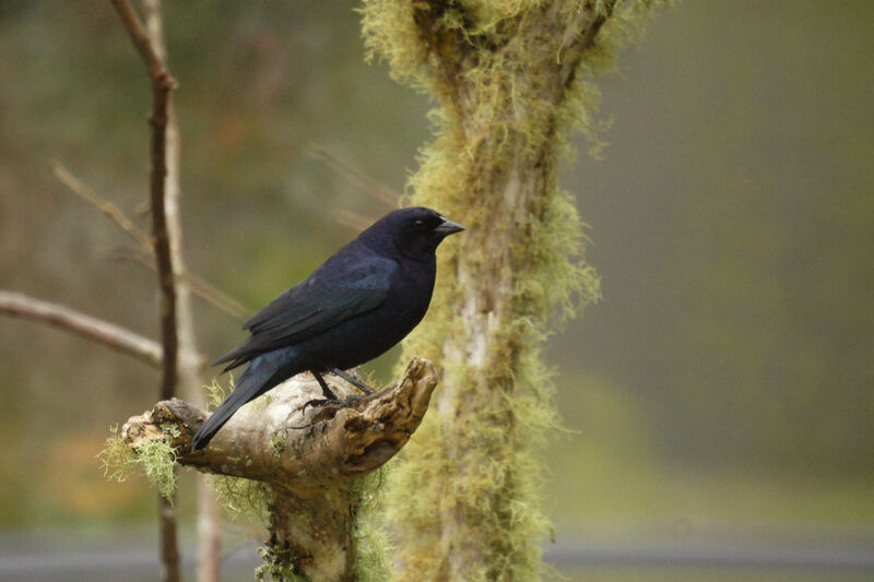 Shiny Cowbird