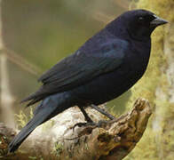 Shiny Cowbird