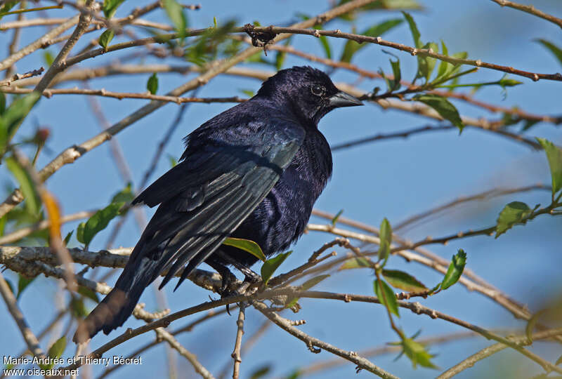 Shiny Cowbird male adult breeding, pigmentation