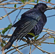 Shiny Cowbird