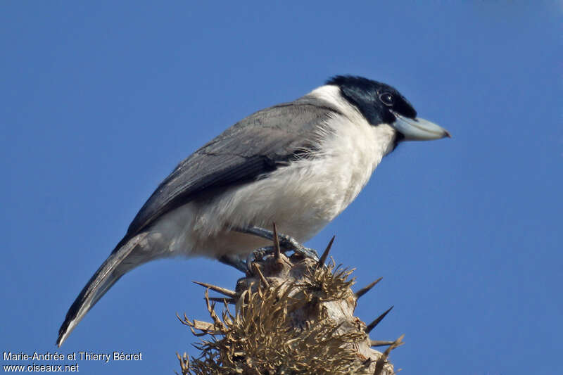 Lafresnaye's Vanga male adult, identification