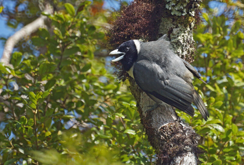 Pollen's Vanga male