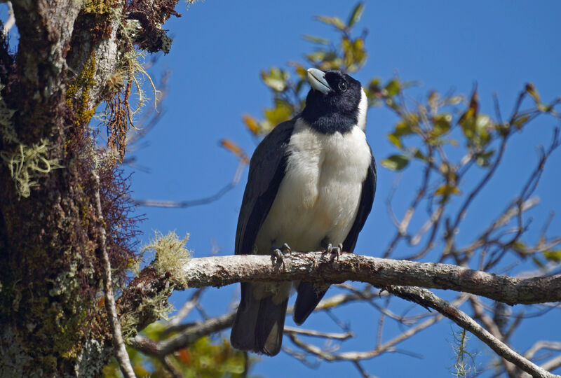 Pollen's Vanga male