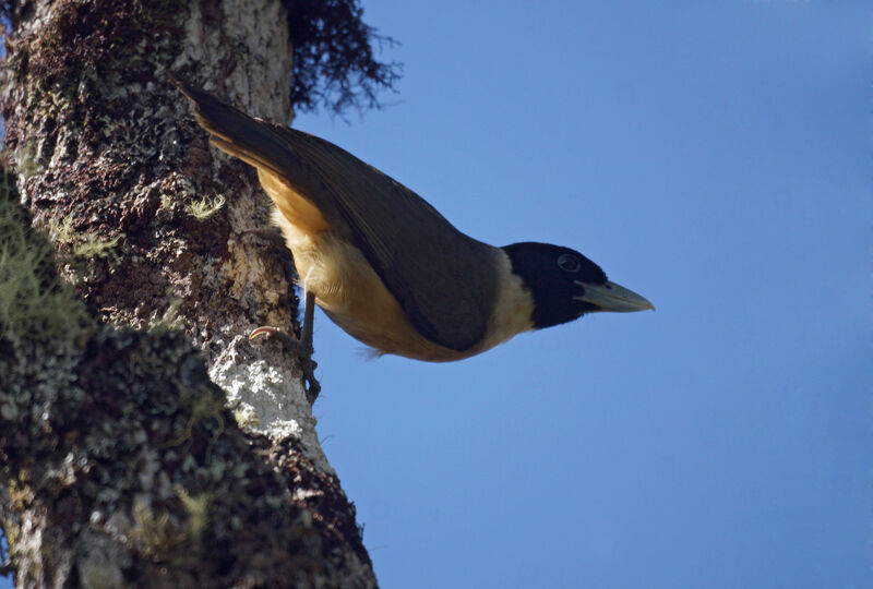 Vanga de Pollen femelle