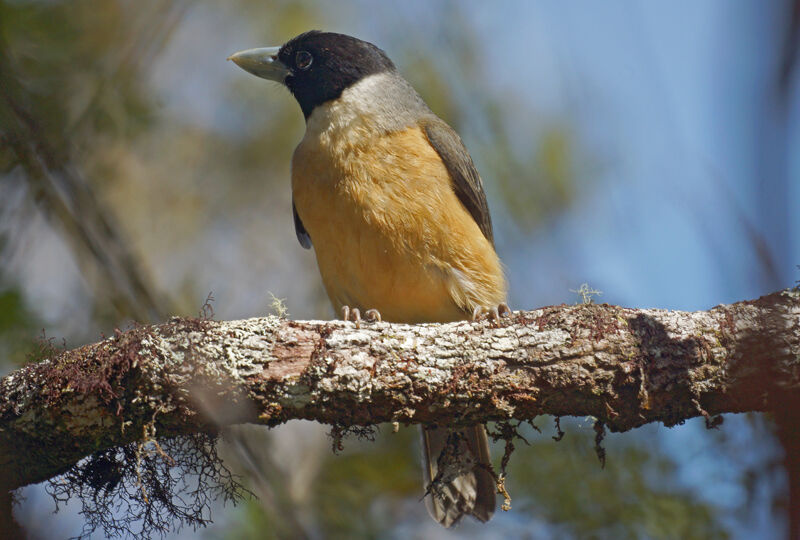 Pollen's Vanga female