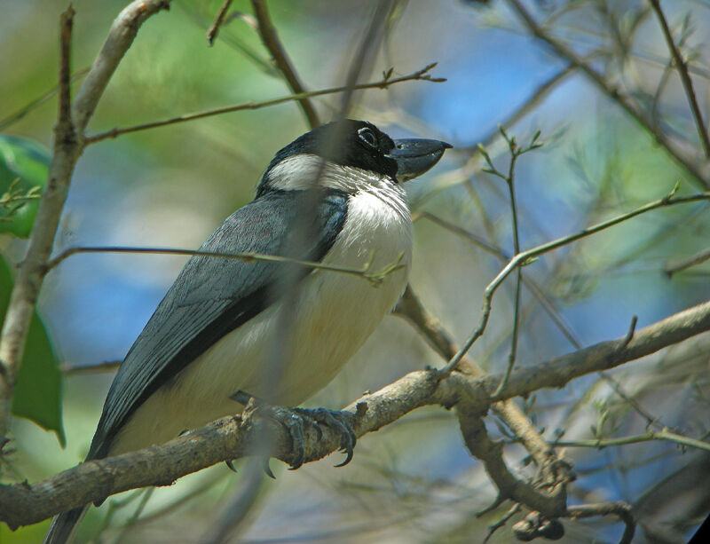 Van Dam's Vanga male