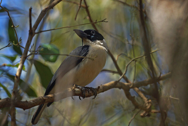 Van Dam's Vanga male