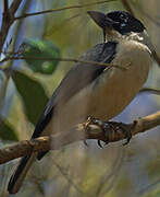 Van Dam's Vanga