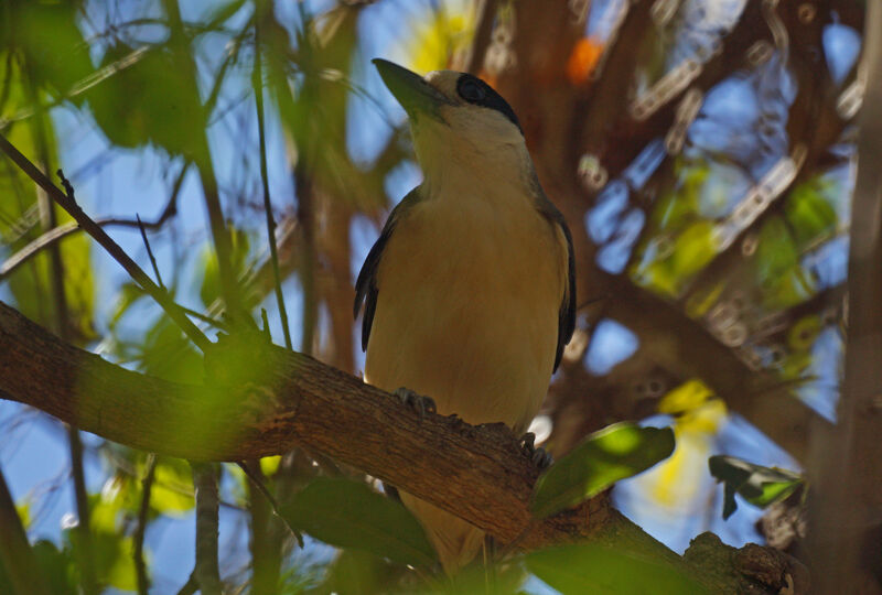 Van Dam's Vanga female