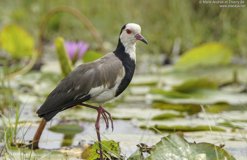 Vanneau à ailes blanches