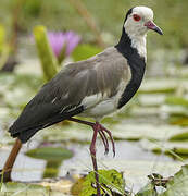 Long-toed Lapwing