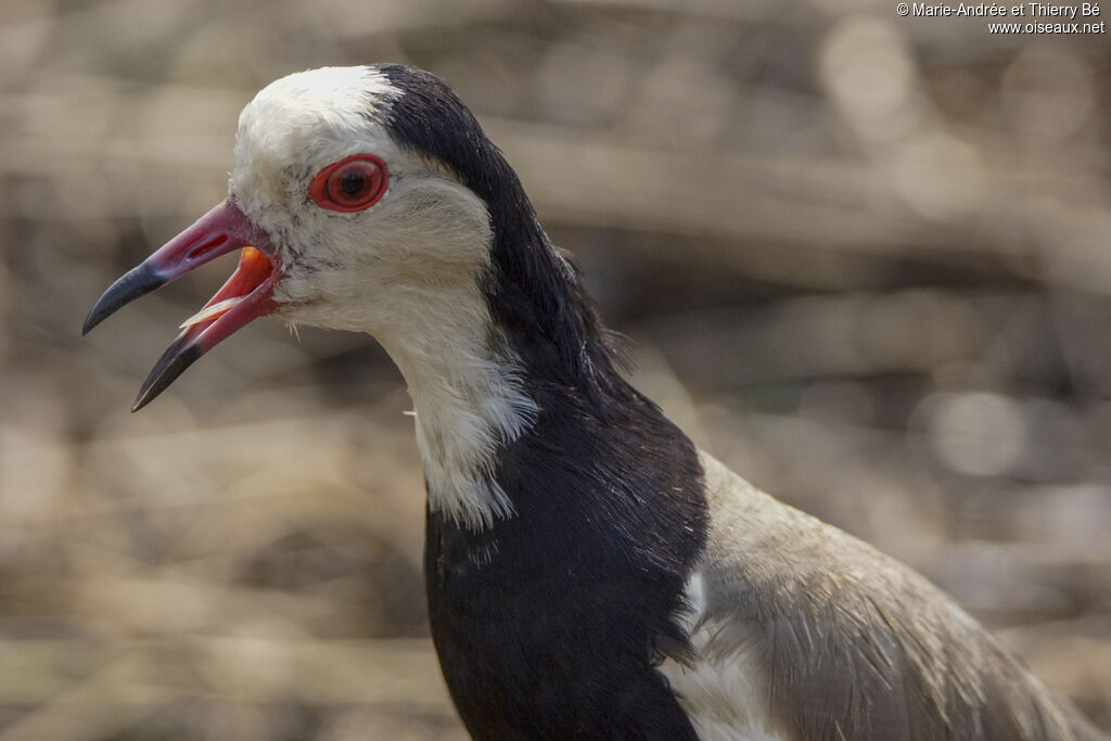 Long-toed Lapwing