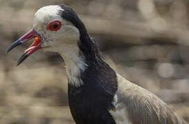 Long-toed Lapwing