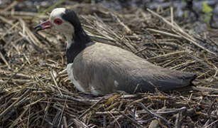 Long-toed Lapwing